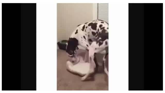 The Only big dog small bed Video You Need to Watch#funny dogs