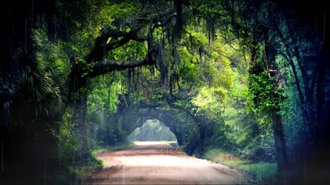 Rainforest Tunnel