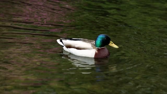 beautiful duck swimming on the water