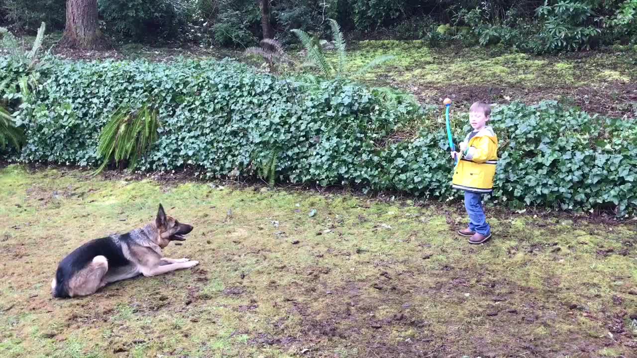 Child has impressive control over huge German shepherd