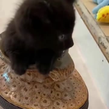 Cat magic act 🤣🤣🤔🤔👍