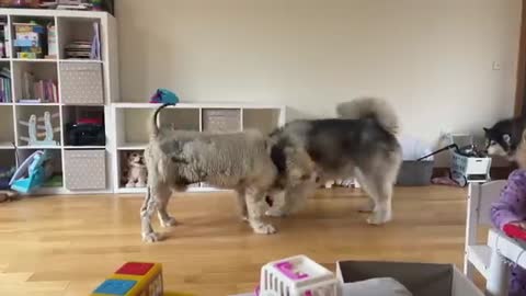When Phil Wants To Play! He's Changed So Much!!