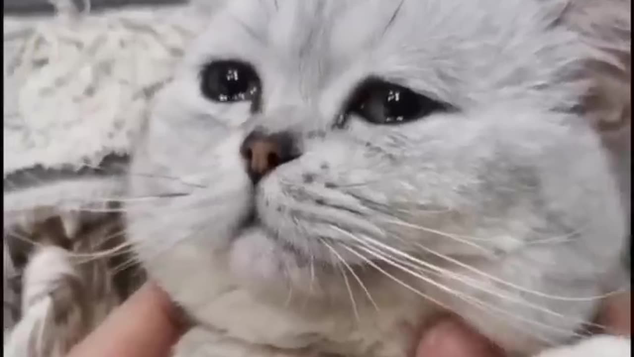 Daily memes