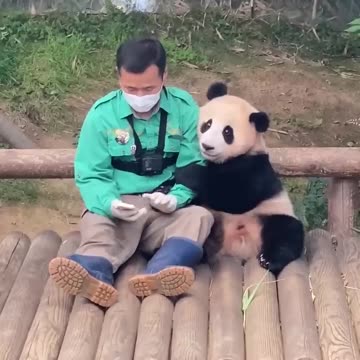 Baby_Panda_FuBao_Spending_Free-Time_with_the_Zookeeper___Everland_Panda_World__FuBao_(720p)