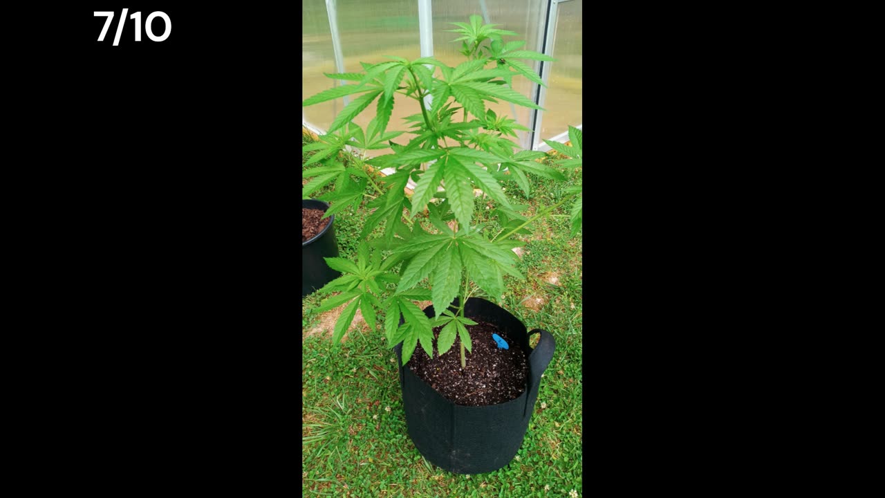 First Grow Photo Journal | Cannabis Plant 2 | June 24th-July 10th