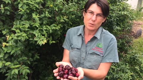 Brazilian Cherry - Black Beauty - Black Brazilian Cherry in Exclusion Orchard