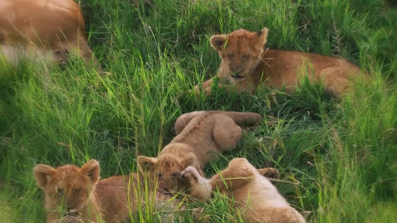 What Happens When Male Tiger & Female Lion Mate