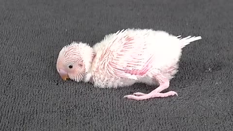 Did you know how many days it takes for a chicken to mature?