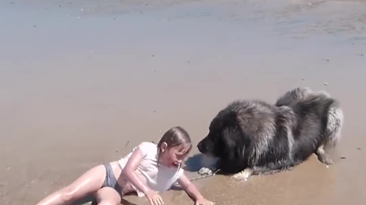 dog save little girl from the ocean