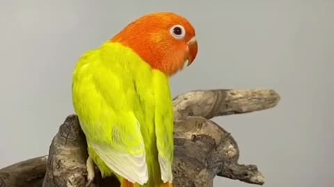 Beautiful bird