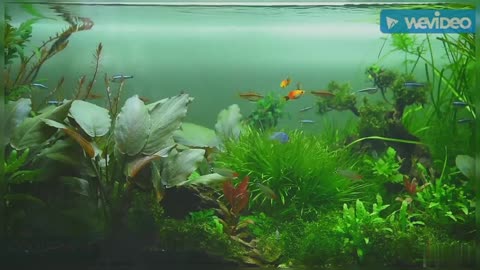 Beautiful Clean Planted Aquarium Setup