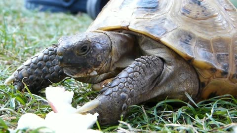 Close-up view of a Turtle eating