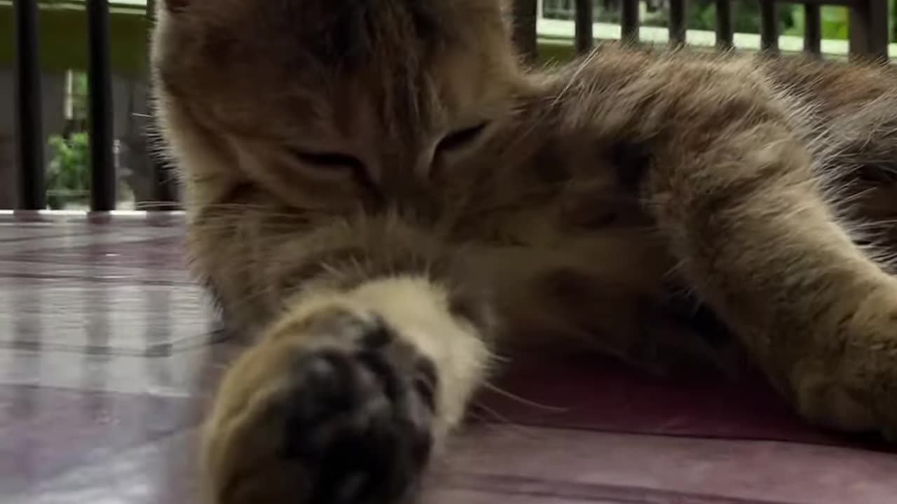 Meow meow