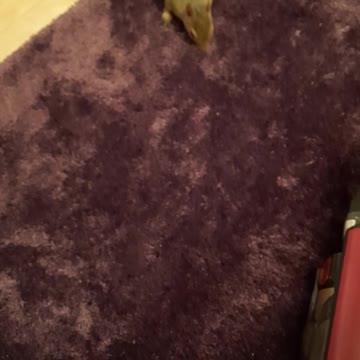 Low crawling tree rat