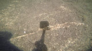 Salamander
