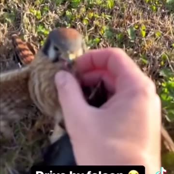 News Break: Now I want a Falcon