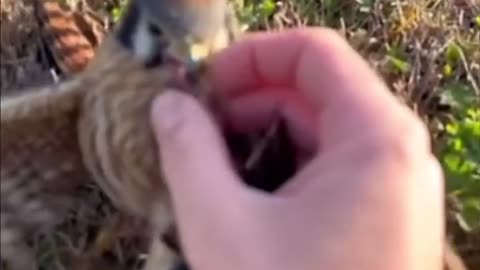 News Break: Now I want a Falcon