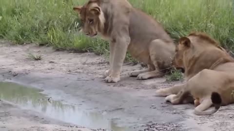 How One Drop Of This Snake's Venom Killed 20 Lions