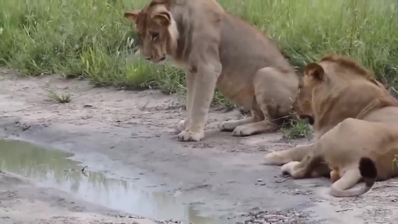 How One Drop Of This Snake's Venom Killed 20 Lions