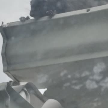 Squirrel Chewing On A Metal Gutter, Dbn, MI, 9/17/23