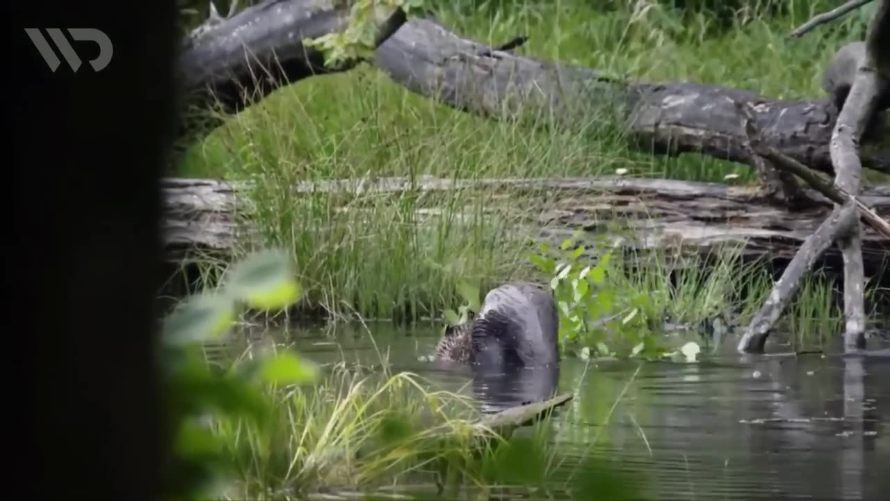 Felines Hunting Fish and Water-Staying Warm blooded animals | #sleepfriend assemblage