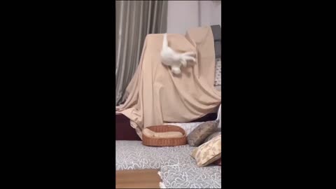 Funny Cat