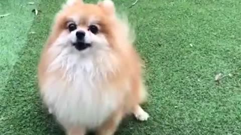 Cute and Funny Dog Videos Compilation 2023