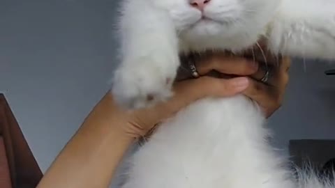 Video gemes kucing lucu, ada aja tingkah kucing ini! Kalian Wajib nonton!