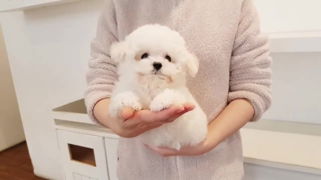 Teacup bichon 🐕🐶