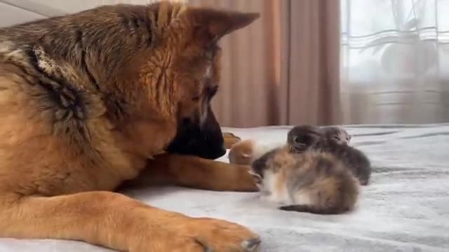 Tiny Kittens and Adorable German Shepherd