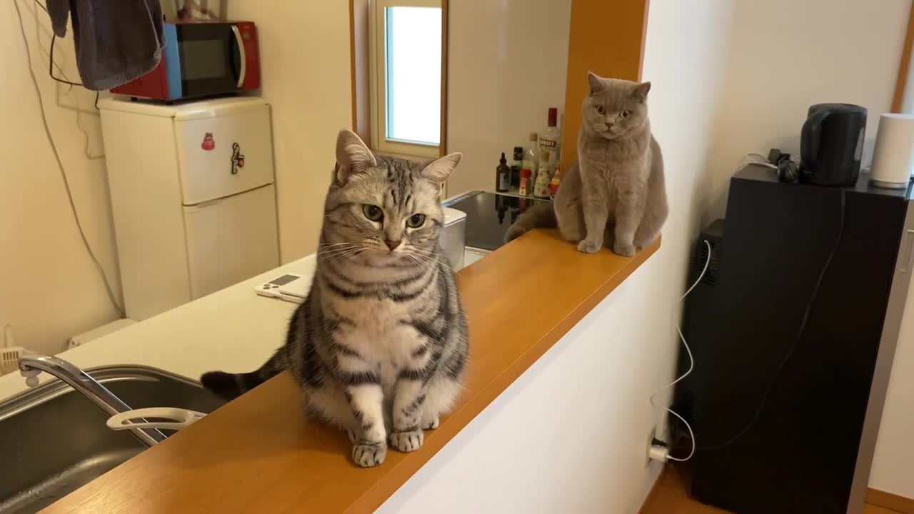 Life With Cats - American Shorthair & British Shorthair