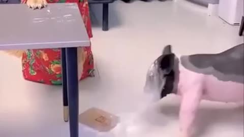 Funny dog video