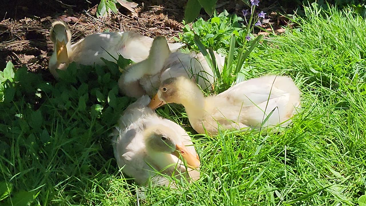 Shade Snuggle