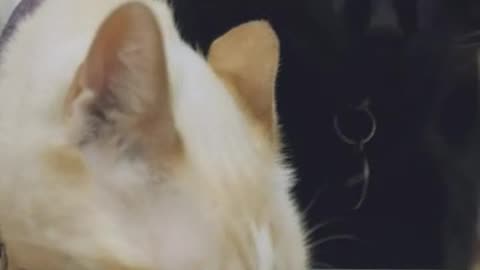 funny cat video