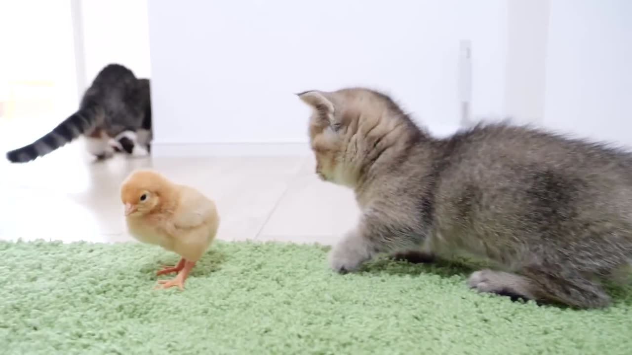 Kitten Kiki greets a tiny chicks for the first time