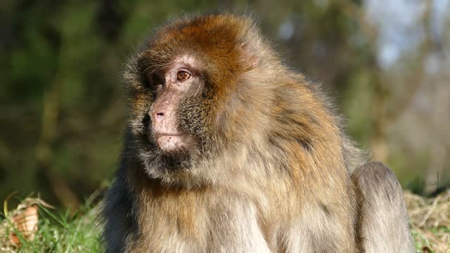 Monkey, animals video, nature