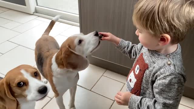 BEAGLES and TODDLER LIAM CUTE COMPILATION Funny Beagles Louie & Marie