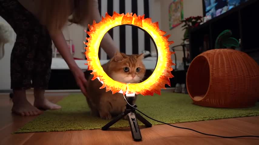 Hosico Jumping Through Burning Hoop!