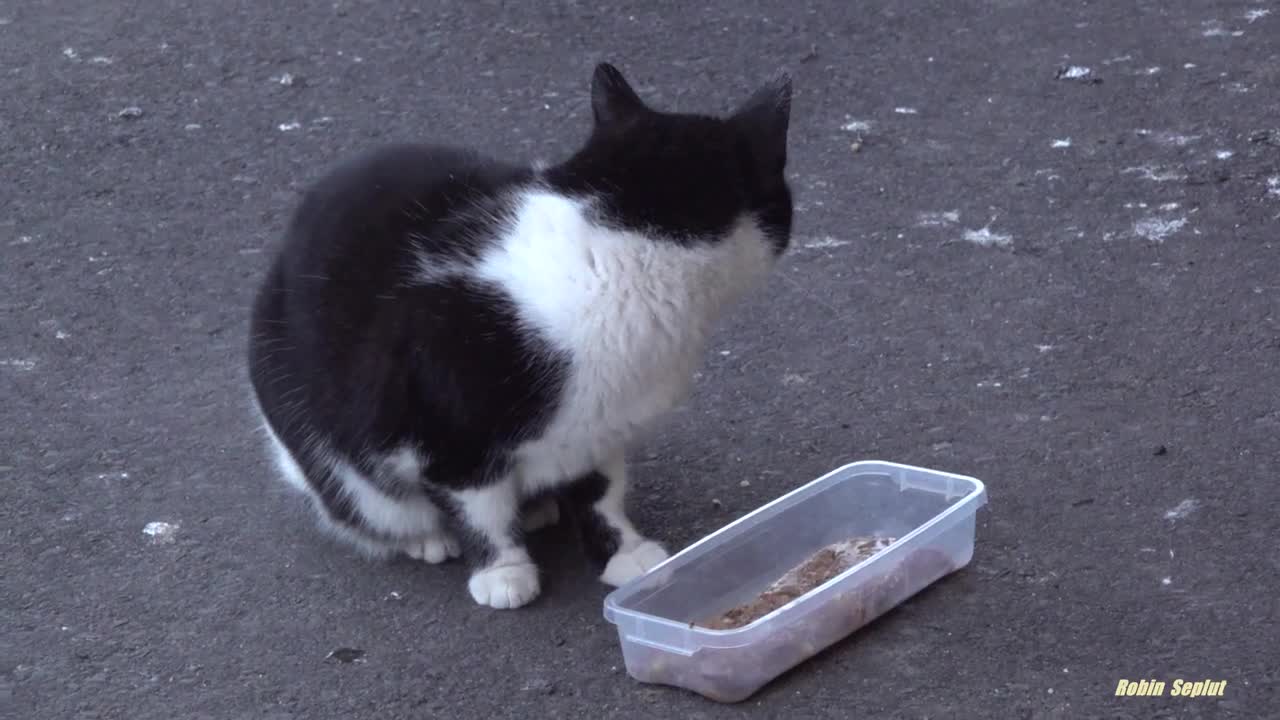 Lonely tuxedo cat meowing