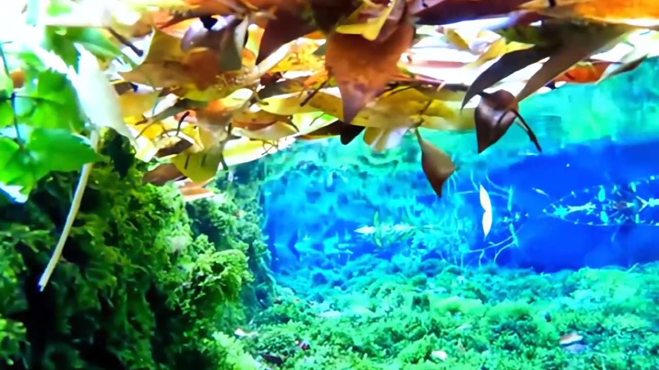 Most Beautiful underwater 🤿 View 🤩