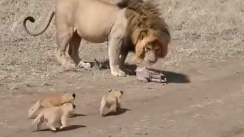 Lion babies are so adorable