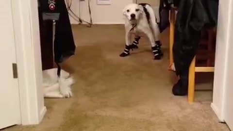 Dog Tries On Shoes For The First Time