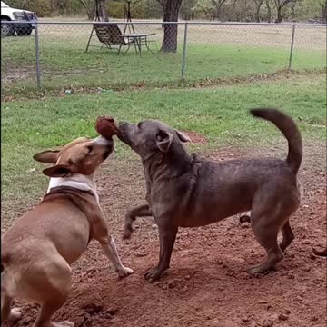Dogs Tucker Carlson and Claire Bear Happily Play