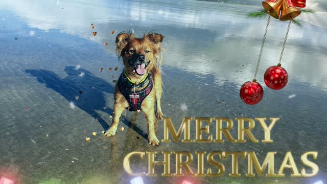 Christmas Greetings from Roo on the Beach