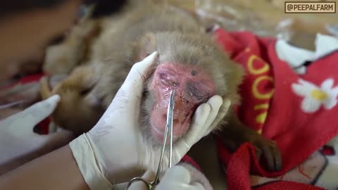 Baby monkey reaction after his mother got shot by bullets