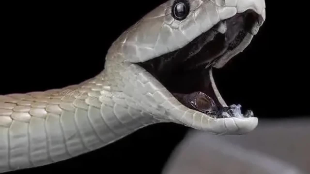 How Dangerous is The Black Mamba?