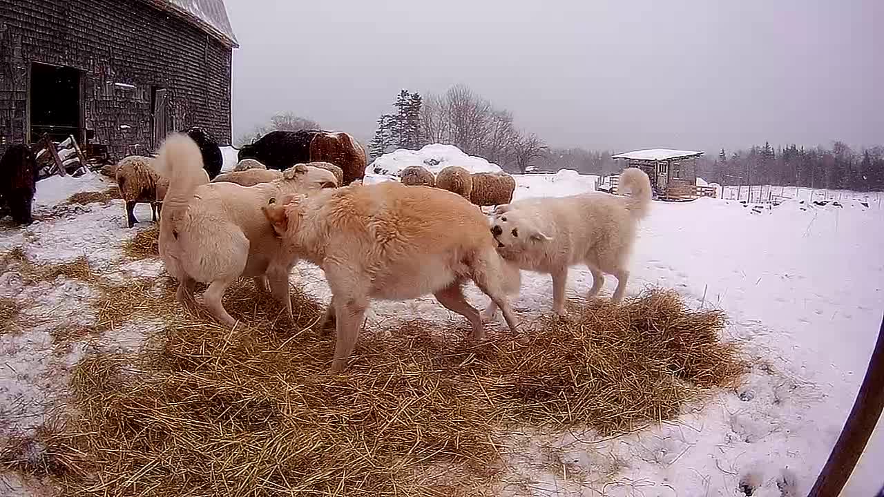 Livestock guardian dogs take "vicious" playtime break