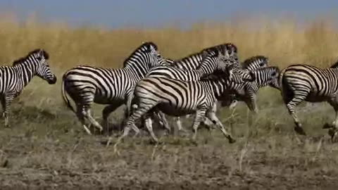 Animals, zebras