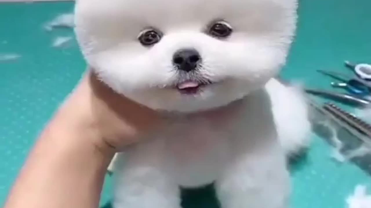 Cuteee dog 🐕🐕