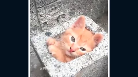 Cute Kitty!